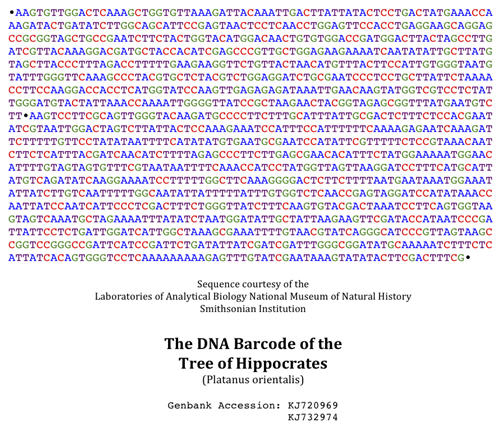 DNA Barcode for the Tree of Hippocrates, Plantanus orientalis