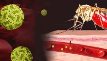Graphic of Zika virus and a mosquito