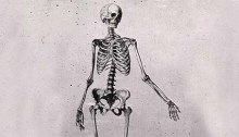 Skeleton of a female, standing, facing right, left arm extended